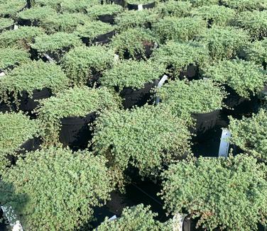 Thymus pseudolanuginosus - Woolly Thyme from Pleasant Run Nursery