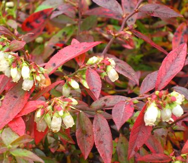 Vaccinium angustifolium (fall color)