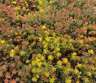 Sedum floriferum 'Weihenstephaner Gold' - Stonecrop from Pleasant Run Nursery