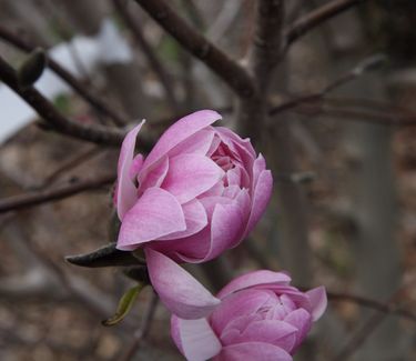 Magnolia stellata Chrysanthemiflora