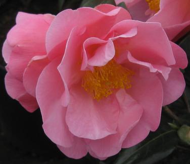 Camellia x Pink Icicle
