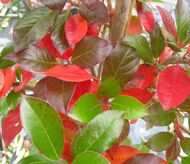 Nyssa sylvatica Green Gable (fall color)