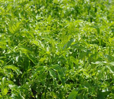 Sambucus canadensis Adams