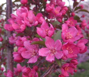 Malus x Prairifire