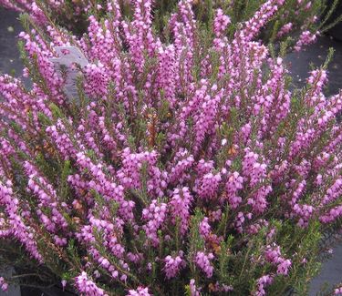 Erica x darleyensis Mediterranean Pink