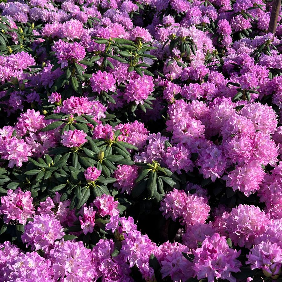 Rhododendron catawbiense 'English Roseum' - Catawba Rhododendron from Pleasant Run Nursery