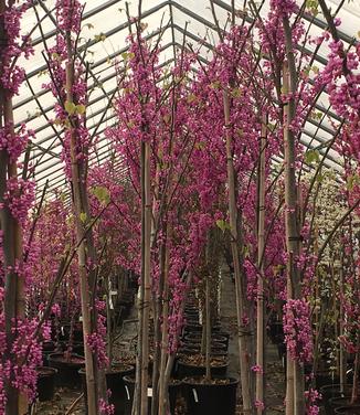 Cercis canadensis Summer's Tower