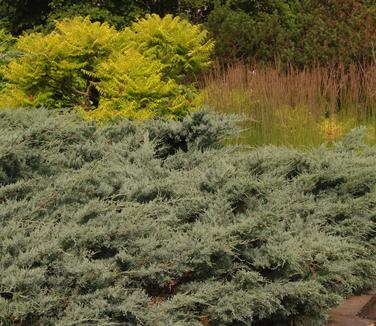 Juniperus virginiana Grey Owl (@ Untermyer Gardens)