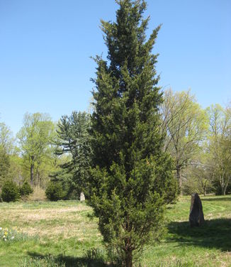 Juniperus virginiana Emerald Sentinel (Tyler's Arb)