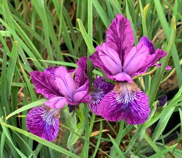Iris siberica 'Contrast in Styles' - Siberian Iris from Pleasant Run Nursery
