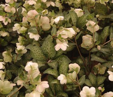Helleborus x 'Frostkiss? 'Molly's White'' - Lenten Rose from Pleasant Run Nursery