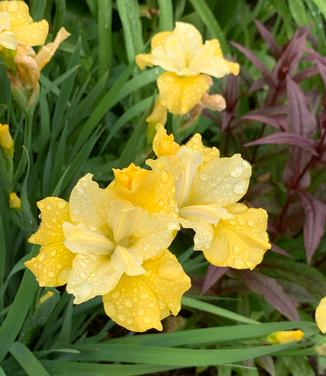 Iris siberica 'Sunfisher' - Siberian Iris from Pleasant Run Nursery