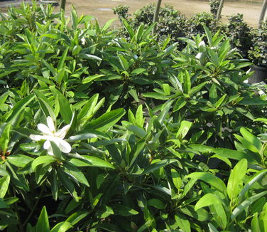 Magnolia virginiana var. australis Sweet Thing - Sweetbay Magnolia