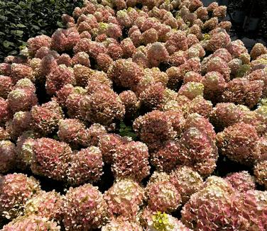 Hydrangea paniculata Lime Lime Punch®- Panicle Hydrangea from Pleasant Run Nursery