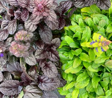 Ajuga reptans Feathered Friends 'Cordial Canary' (on right)