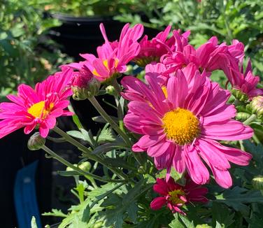 Chrysanthemum Mammoth™ 'Lavender Daisy'- Hardy Mum from Pleasant Run Nursery