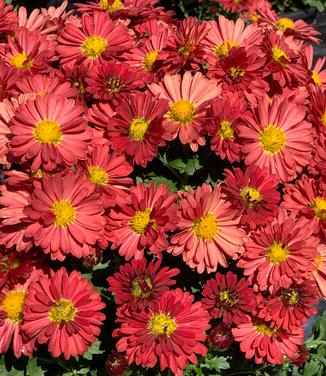 Chrysanthemum Mammoth™ 'Red Daisy'- Hardy Mum from Pleasant Run Nursery