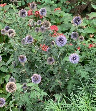 Echinops bannaticus 'Blue Glow' - Globe Thistle from Pleasant Run Nursery