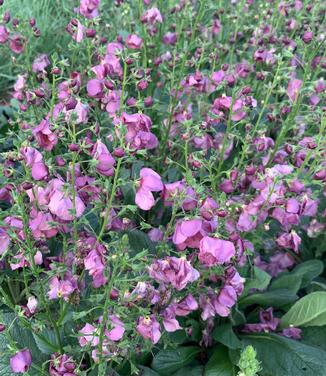 Verbascum x 'Plum Smokey' - Mullein from Pleasant Run Nursery