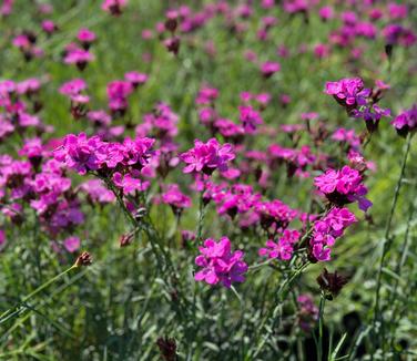 Dianthus carthusianorum - Clusterhead Pinks from Pleasant Run Nursery