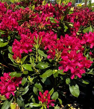 Rhododendron catawbiense 'Nova Zembla' - Catawba Rhododendron from Pleasant Run Nursery