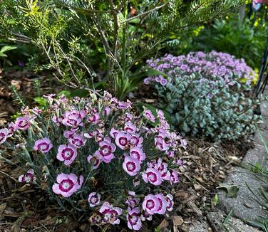 Dianthus hybrida Mountain Frost™ 'Ruby Snow' - Cheddar Pinks from Pleasant Run Nursery