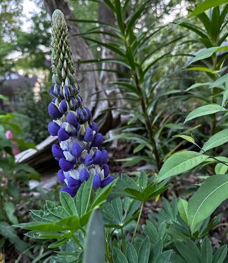 Lupine polyphyllus Westcountry™ 'Blacksmith' - Lupine from Pleasant Run Nursery