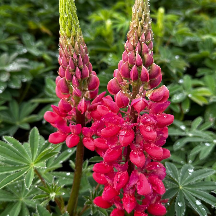 Lupine polyphyllus Westcountry™ 'Red Rum' - Lupine from Pleasant Run Nursery