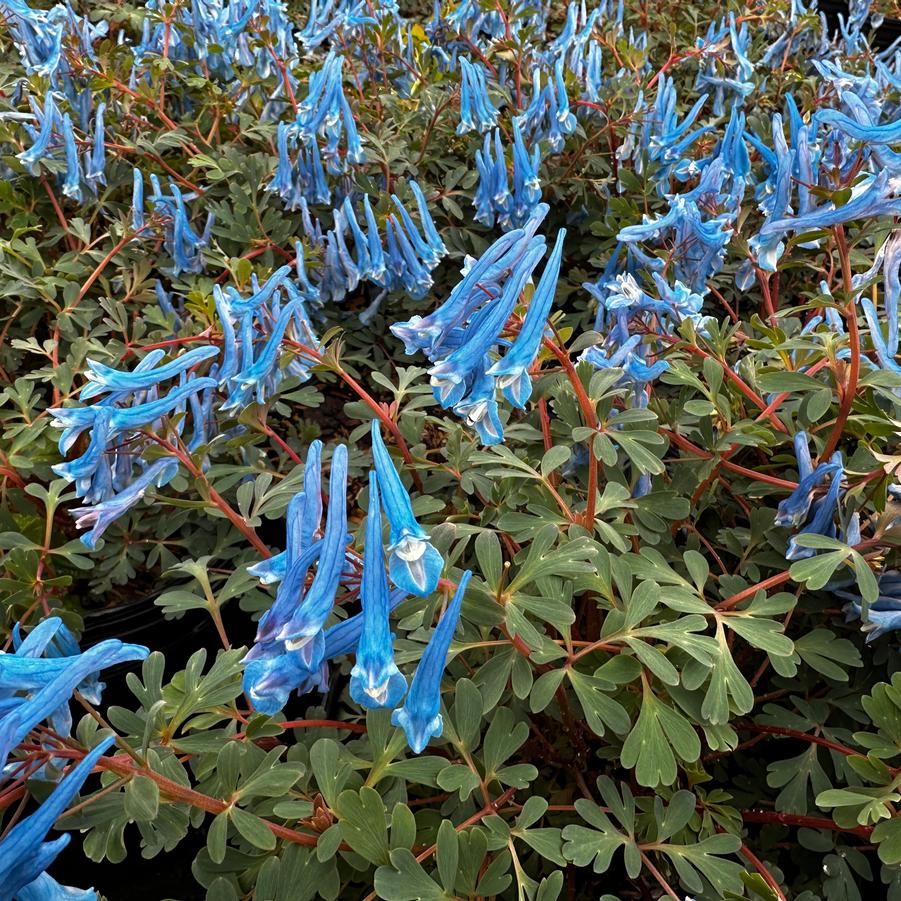 Corydalis 'Blue Heron' - Corydalis from Pleasant Run Nursery