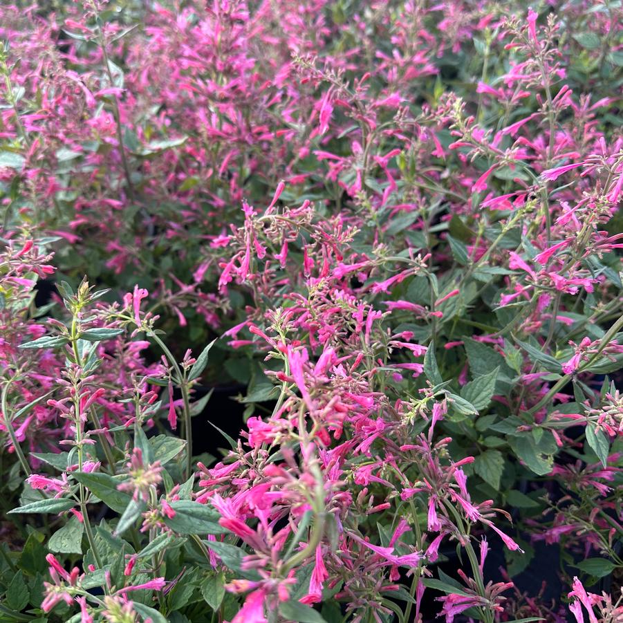 Agastache x 'Morello' - Anise Hyssop from Pleasant Run Nursery