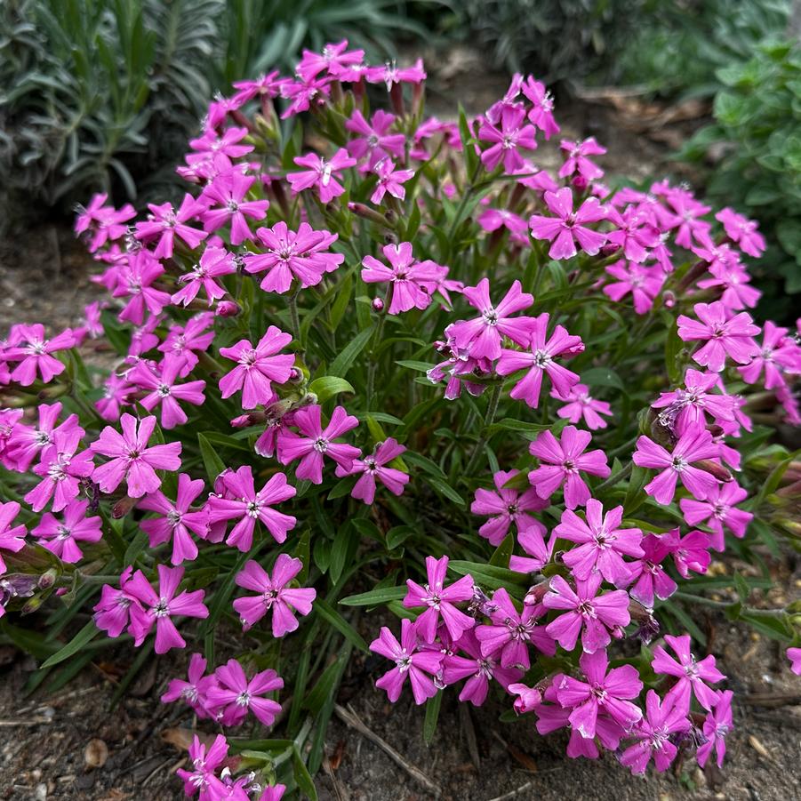 Silene caroliniana - Wild Pink from Pleasant Run Nursery