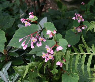 Begonia grandis - Hardy Begonia from Pleasant Run Nursery