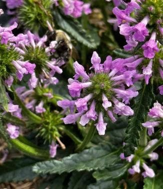 Stachys minima - Dwarf Betony from Pleasant Run Nursery