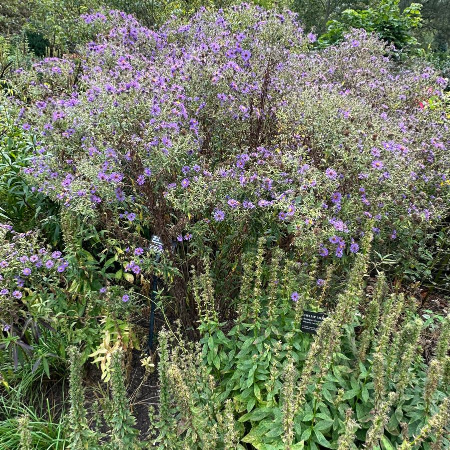 Aster novae-angliae - New England Aster from (@ Cornell Botanical Gardens)