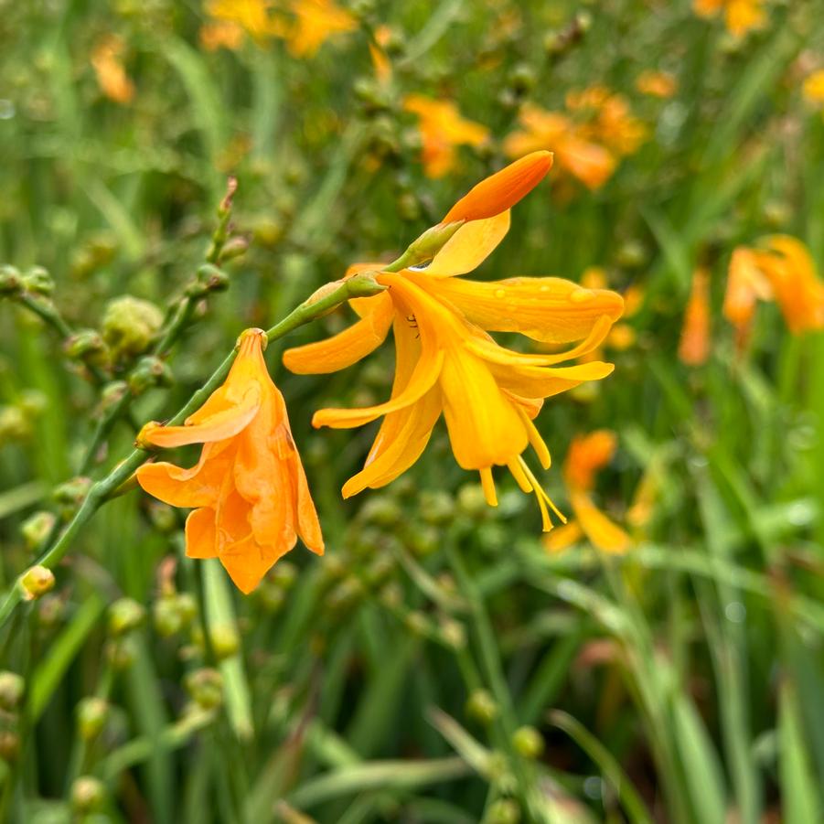 Crocosmia x crocosmiiflora 'George Davidson' - Montbretia from Pleasant Run Nursery