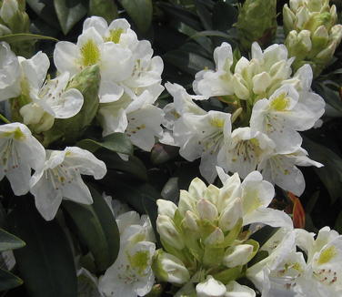 Rhododendron catawbiense Chionoides
