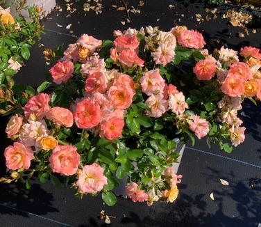 Rosa Peach Drift - Groundcover Drift Rose from Pleasant Run Nursery