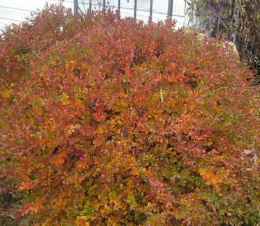 Spiraea japonica Magic Carpet™ (Fall color)