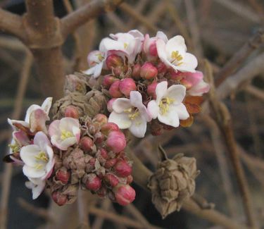 Viburnum carlesii - Koreanspice Viburnum 