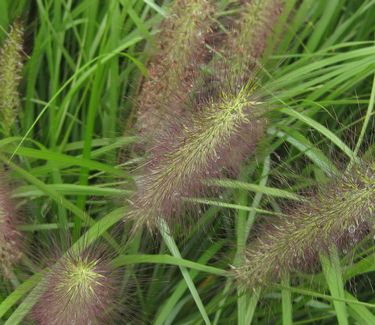 Pennisetum alopecuroides 'Red Head' - Fountain Grass 