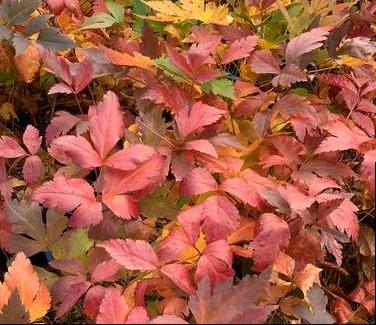 Xanthorhiza simplicissima (fall color)