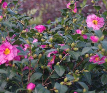 Camellia x Long Island Pink 