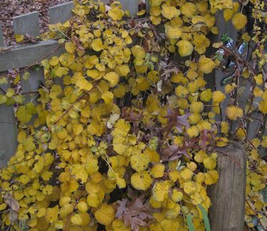 Hydrangea anomala subsp. petiolaris (fall color)