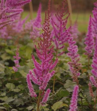 Astilbe chinensis var. taquetii 'Purple Candles' - Chinese Astilbe