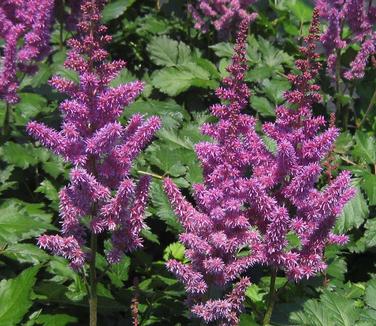 Astilbe chinensis Visions - Chinese Astilbe