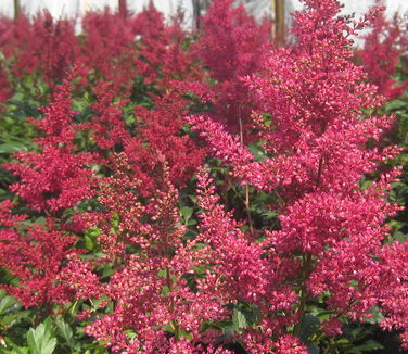 Astilbe x arendsii Red Sentinel