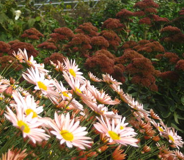  Chrysanthemum Sheffield