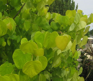 Cercis canadensis Hearts of Gold