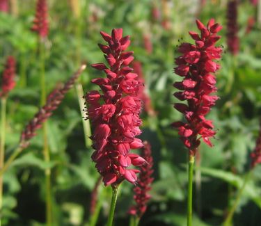 Persicaria amplexicaulis Firetail