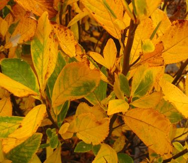 Clethra alnifolia Ruby Spice (fall color)